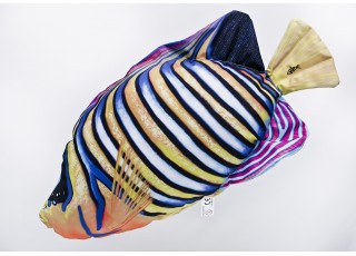 Gaby Regal Angelfish